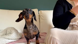 MINI DACHSHUND IS A VERY STRANGE DOG by Theo the Dachshund 4,775 views 3 weeks ago 1 minute, 59 seconds