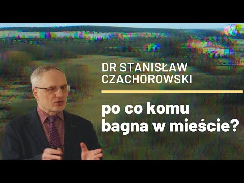 Mokradła w mieście