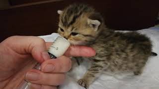 Котенок британской шиншиллы Котенок британской шиншиллы
