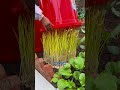 This Garlic Never Sees Sunlight — And Becomes a Rare Vegetable