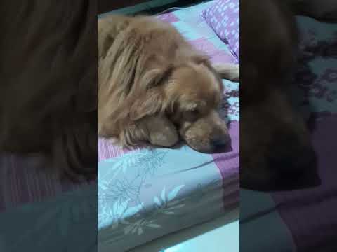 Full Tummy, Happy Golden, Quiet Sleep #goldenang_retrievers #goldenretreiver #pets