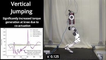 StaccaToe: A Single-Leg Robot that Mimics the Human Leg and Toe