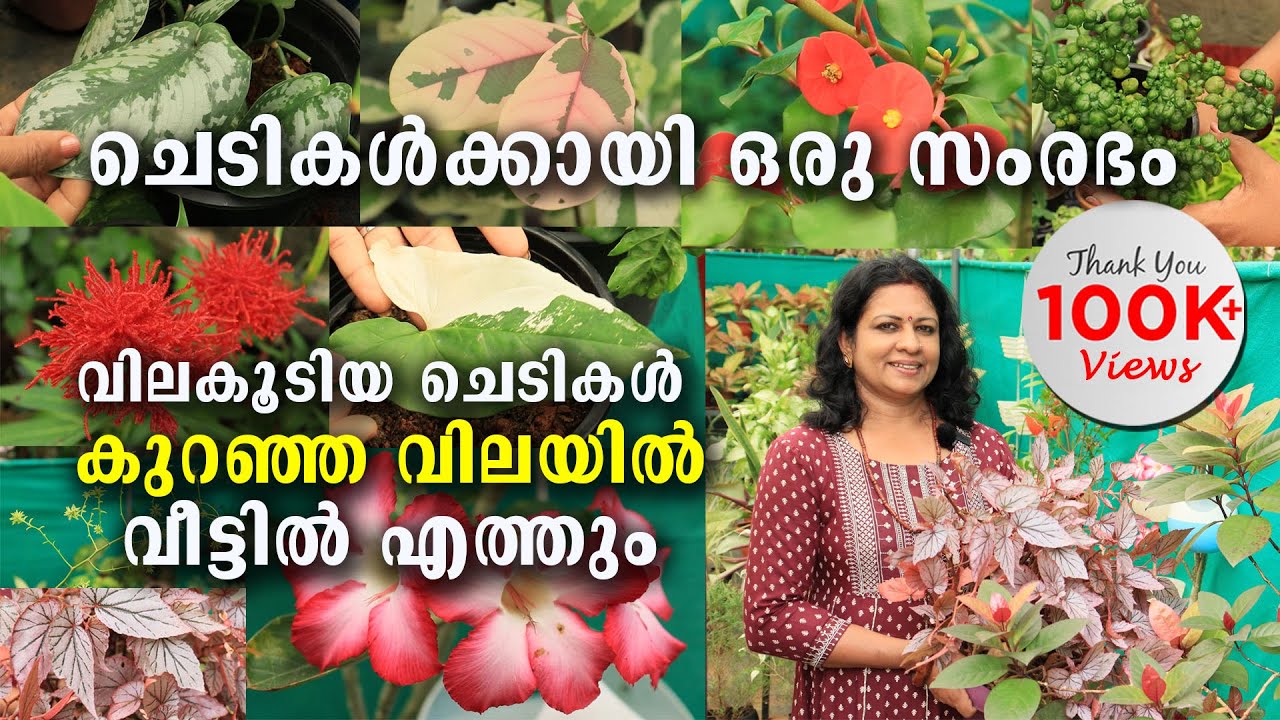 ചെടികൾക്കായി ഒരു സംരഭം | വിലകൂടിയ ചെടികൾ കുറഞ്ഞ വിലയിൽ വീട്ടിൽ എത്തും | Rare Plants
