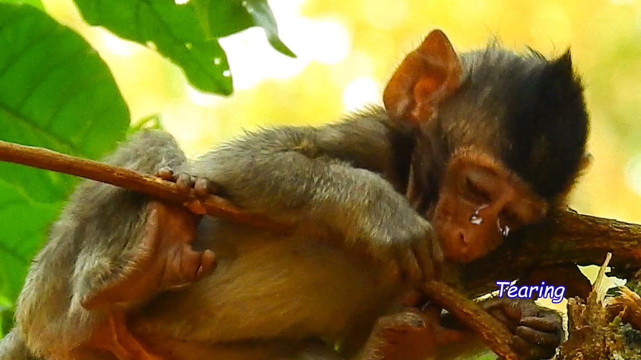 Baby Anissa Feeling Sad Life