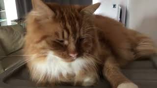 Ok I will stop!! by Satsuma the Cat 841 views 2 months ago 31 seconds