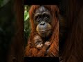 Baby Orangutan’s Daily Routine Will Melt Your Heart 💚 #shorts #cute #youtubeshorts #fyp #viral