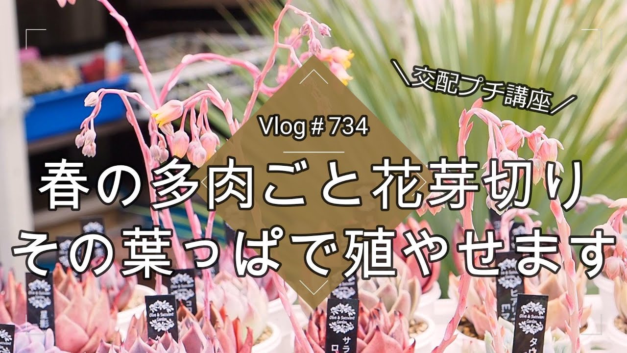 【Vlog734】【多肉植物】春の多肉ごと花芽切りの裏技✂️その葉っぱで殖やせます！【交配プチ講座】