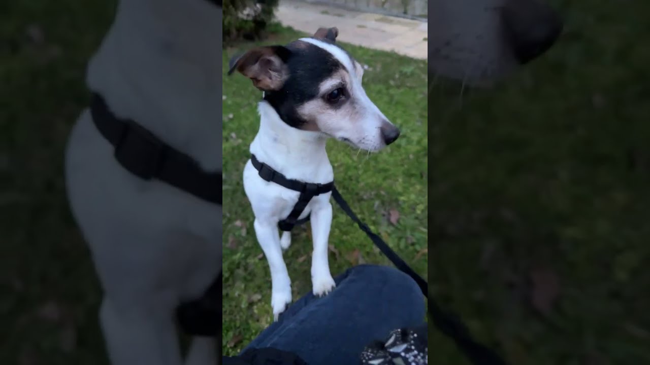 Dog for a walk-Sunset Walk with my Dogs🌅Walking a Husky and a Jack Russell: My Daily Routine🐕mom of6