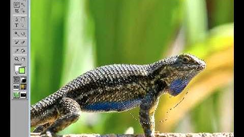 Complex Selections with the Lasso Tool