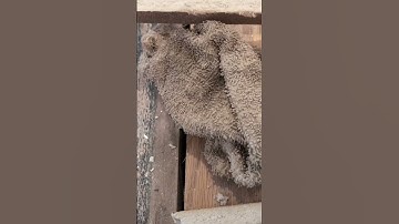 2024-07-30 Steve Dixon give tip on cut ceiling tile using Dremel multi tool. Klein fine blade