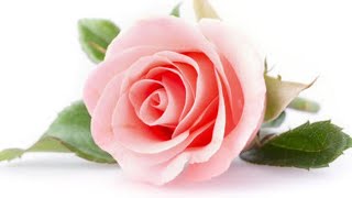 Rose Flower's Pictures||Beautiful Rose screenshot 5