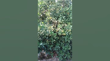 Vị Khách Đâu Tiên Mua Quất Chơi Tết 2022 ( 26.10.2021 am ) Call 0983.612.555