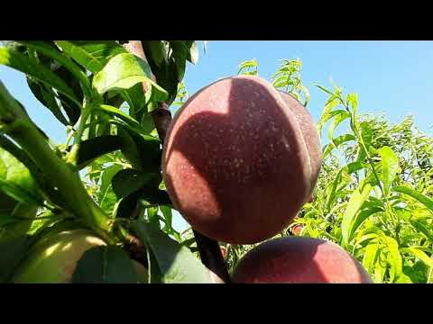 Персик Гривна * Новый Сорт купить саженцы плодовых деревьев, Крым