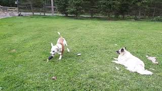 Taz & his chicken (Male Pit-Bull)