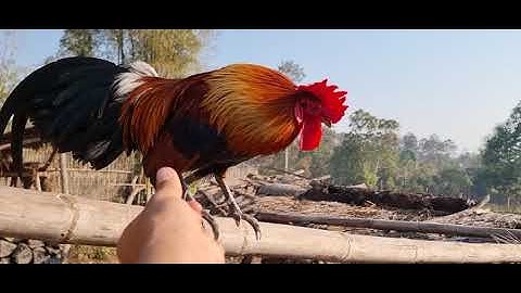 Cj peb los saib qaib dib tuaj zoo 2023-2024 ไก่ต่อเข้าดี.