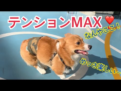 【コーギー】百貨店にドッグラン！？ に行ってきた CONAN's HAPPY DAYs