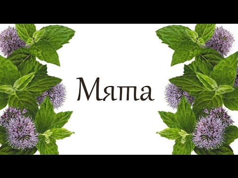 мята как цветет фото онлайн