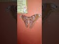 Ranz Kyle UNG butterfly DAW galing Africa🤣🤣🤣