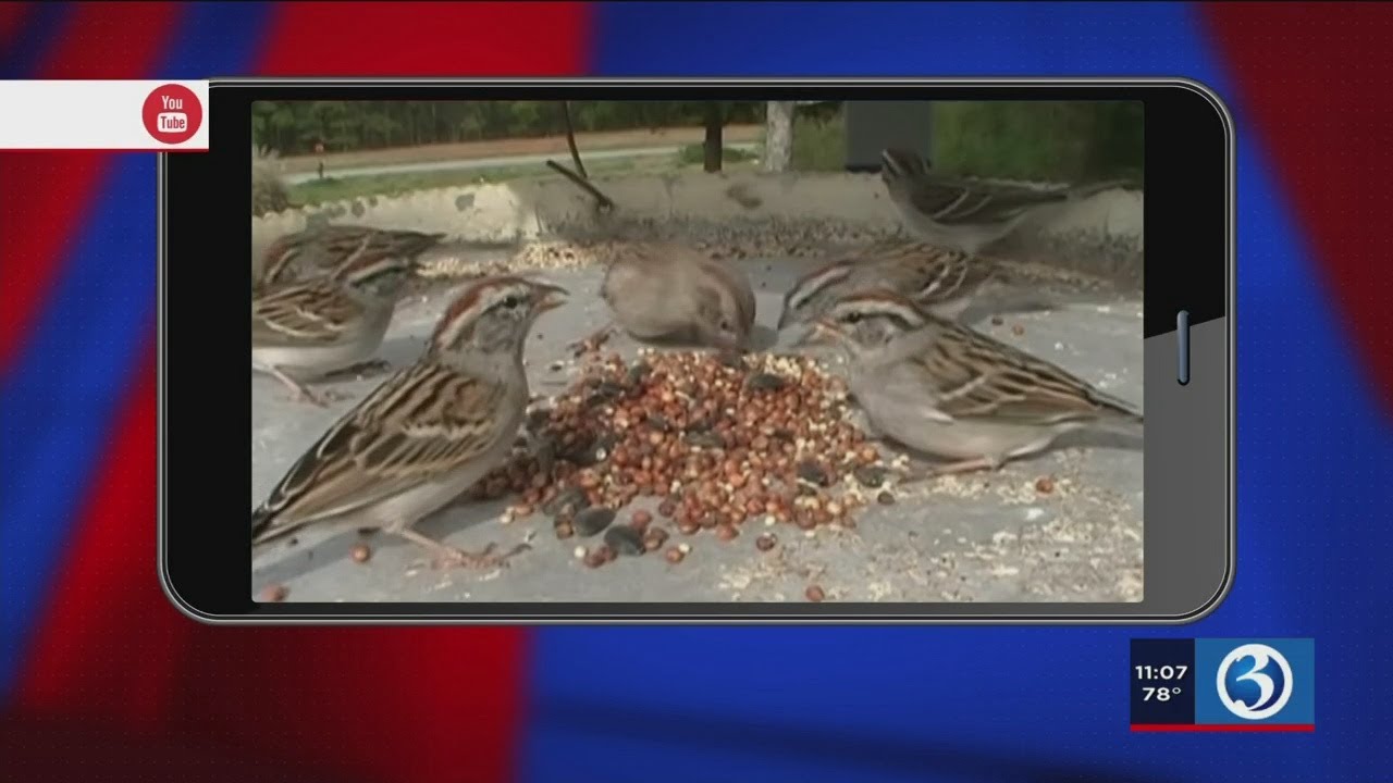Video: Guilford man faces animal cruelty charges after hurting birds