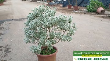 Bán cây cúc mốc 0977973535