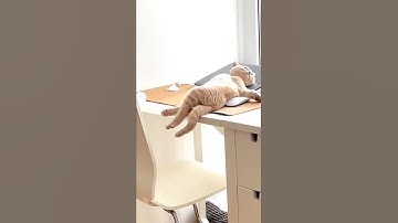 lazy cat is sleeping 😴😴|| whatsapp status|| short video|| youtube short#short#youtube#pets#petlover