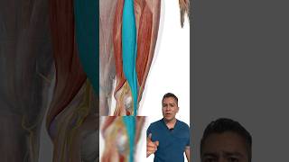 Isquiotibiales O Isquiosurales