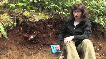 It is Alive - Soil Profile - Maja