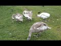 Juvenile Mute swans (Cygnus olor) with parents - Paugurknābja gulbju ģimene