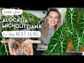 My secrets to growing alocasia frydek huge  levelling up my alocasia micholitziana