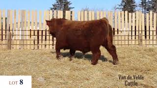 VDV Delight Lot 8 - VDV 53J