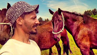 Ergela Karađorđevo : Nasleđe u galopu | Srbija