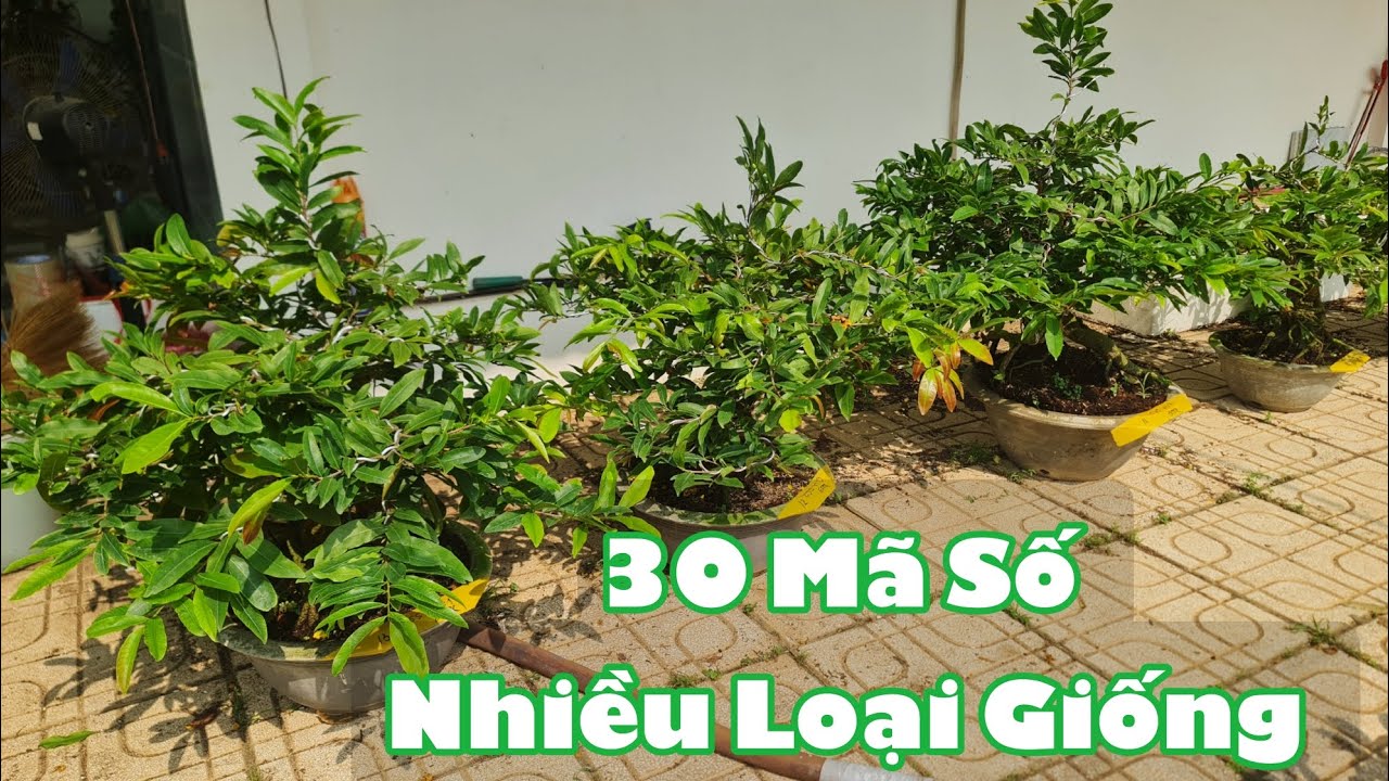 Ngày 04/03. 30 Mã Số Mai Đế Đẹp, Thành Phẩm Nhiều Loại Giống.☎Út 0353777111