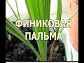 Почему не растет финиковая пальма после пересадки?