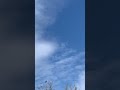 Eagle - Đại Bàng 🦅 Trong Khu Nhà Minh.