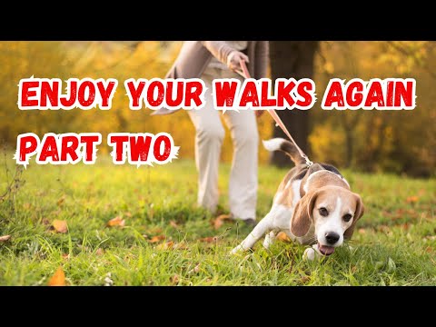 Make Walking Your Dog More Enjoyable