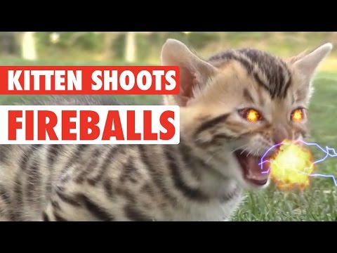 Kitten Shoots Fireballs - Epic!