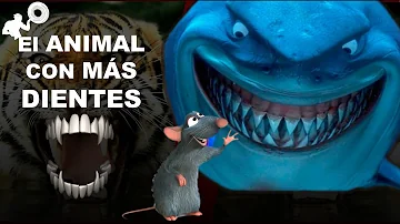 ¿Qué animal acuático tiene 25.000 dientes?
