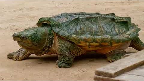 Snapping Turtle