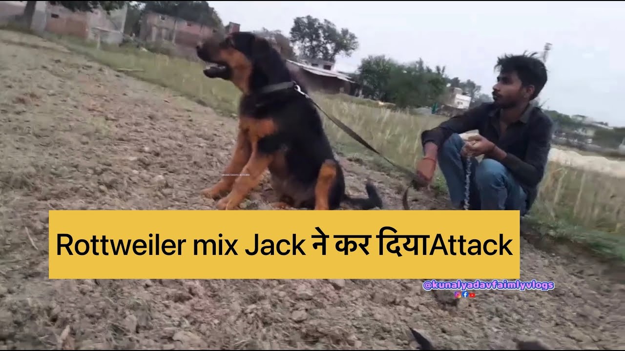 Rottweiler mix dog attacked 😳🫣😱😱 || Kunal yadav family vlogs || YouTube ...