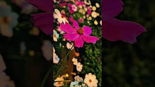 Cinematic Nature Vlog 🥀 Aesthetic Vibes #Shorts #Vlog