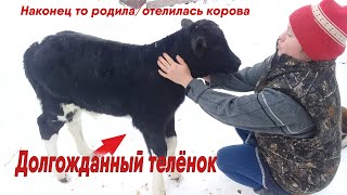 Наконец то корова Звездочка родила/отелилась