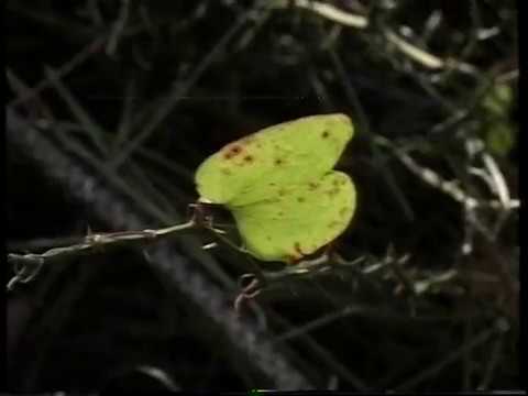 ქუჩის ბიჭების გასაგონად