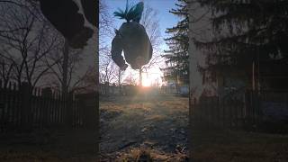 sunset or sunrise ? ✨️🐾 #therian #therianmask #theriangear #quadrobics #therianthropy #therianthrope sunset or sunrise ? ✨️🐾 #therian #therianmask #theriangear #quadrobics #therianthropy #therianthrope