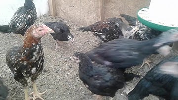 Qaib vv 2 months  for 2018 # 1