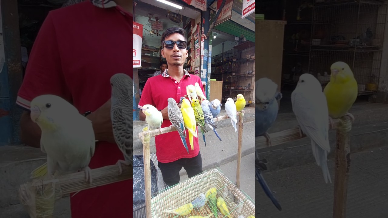 বাজরিগার পাখি