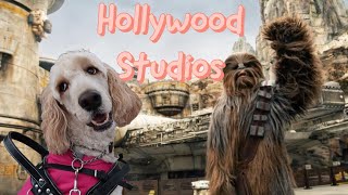 Disney Hollywood Studios // With Service Dog by Dallas The Service Doodle 4,473 views 2 years ago 15 minutes