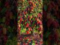Easy and fast ways to grow and propagate mulberry trees #garden #plant #farm