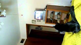 Black Cat Buddy Our Jumping Cat 2 2011 by 004irishelf 81 views 12 years ago 2 minutes, 14 seconds