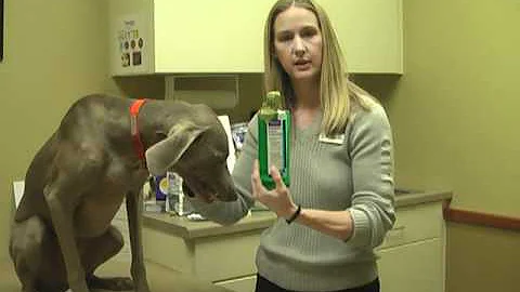 Pet Home Dental Care with Dr. Sara Liddell at Rive...