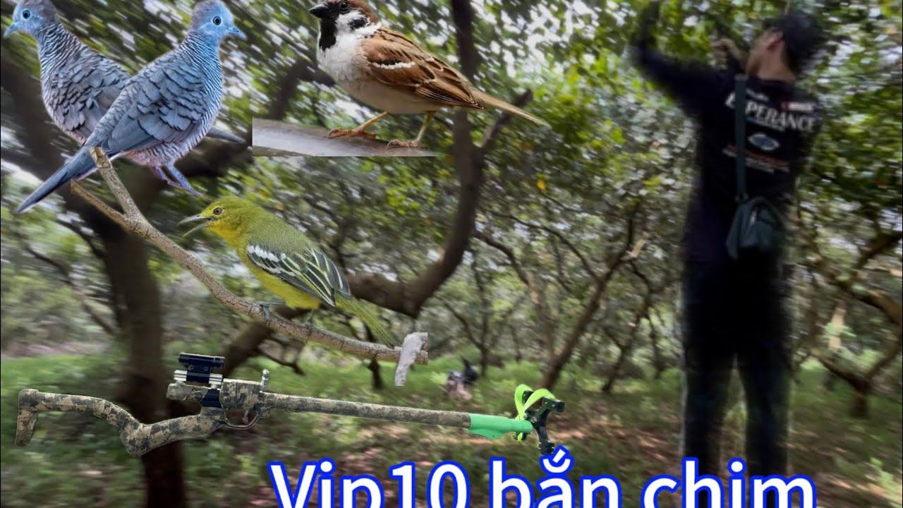 Mang vip10 vô rừng bắn chim #nacaosu #slingshot #slingshotvietnamese